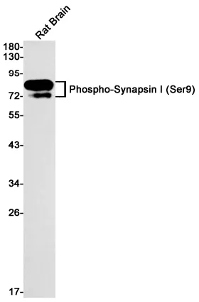 Western blot analysis of Phospho-Synapsin I (Ser9) in rat Brain lysates using Phospho-Synapsin I (Ser9) antibody.
