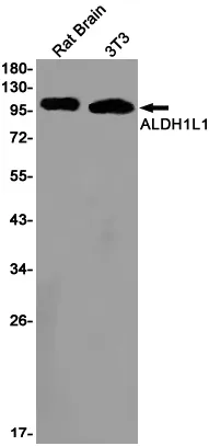 Western blot analysis of ALDH1L1 in rat Brain, 3T3 lysates using ALDH1L1 antibody.
