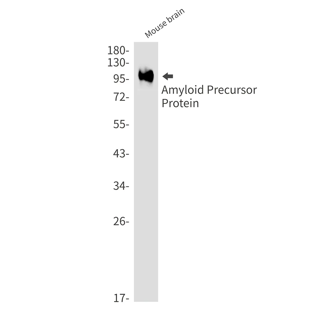 Western blot analysis of Amyloid Precursor Protein in mouse brain lysates using Amyloid Precursor Protein antibody.
