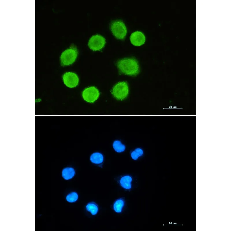 Immunocytochemistry analysis of GAP43 (green) in SH-SY5Y using GAP43 antibody, and DAPI (blue).