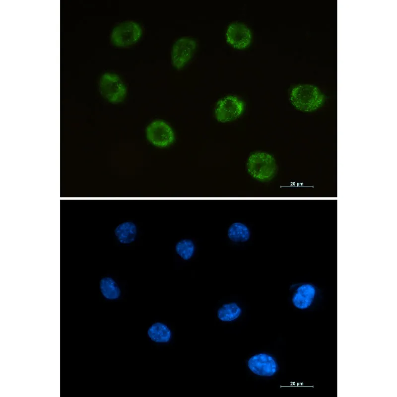 Immunocytochemistry analysis of MOG (green) in SH-SY5Y using MOG antibody, and DAPI (blue).