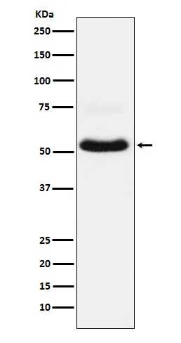 Western blot analysis of VGluT1 expression in Neuro-2a cell lysate.