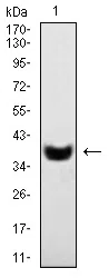 Western blot analysis using SYT1 mouse mAb against mouse brain tissue lysate.