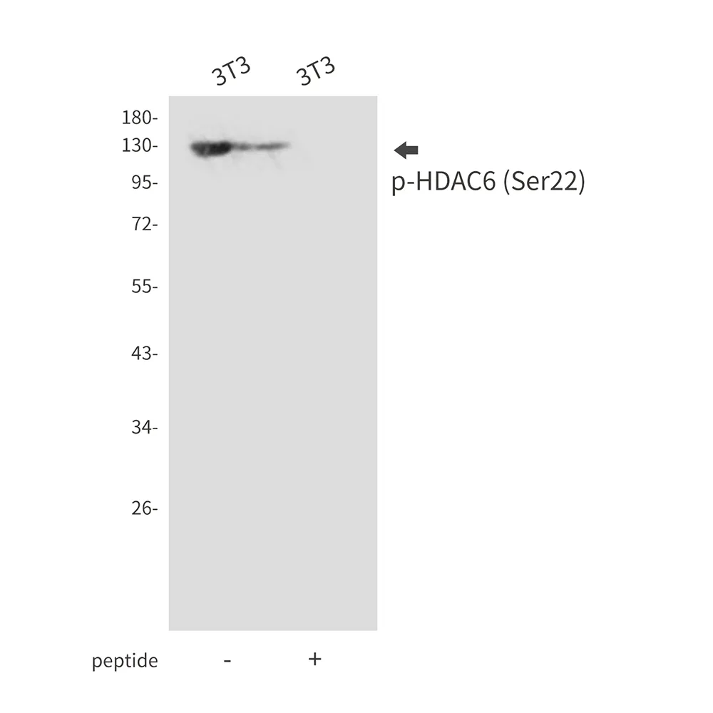 Western blot analysis of Phospho-HDAC6 (Ser22) in 3T3 lysates using Phospho-HDAC6 (Ser22) antibody.