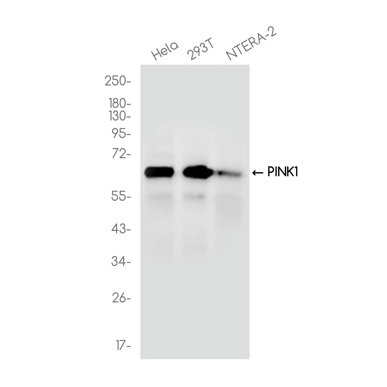 Western blot analysis of PINK1 in various cell lines lysates using PINK1 antibody.
