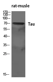 Western blot analysis of Tau in various lysates using Tau antibody.