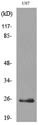 Western blot analysis of lysate from U87 cells, using UCHL1 Antibody.