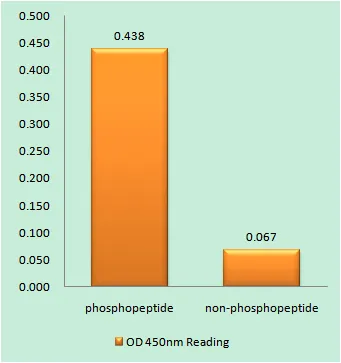 Enzyme-Linked Immunosorbent Assay (Phospho-ELISA) for Immunogen Phosphopeptide (Phospho-left) and Non-Phosphopeptide (Phospho-right), using HDAC6 (Phospho-Ser22) Antibody