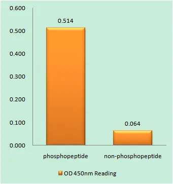 Enzyme-Linked Immunosorbent Assay (Phospho-ELISA) for Immunogen Phosphopeptide (Phospho-left) and Non-Phosphopeptide (Phospho-right), using Amyloid beta A4 (Phospho-Thr743/668) Antibody