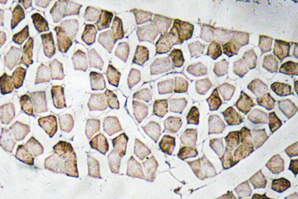 Immunohistochemistry analysis of Nogo A antibody in paraffin-embedded human skeletal muscle tissue.
