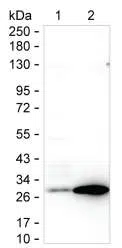 Lane 1: 15 µg of SH-SY5Y lysate; Lane 2: 15 µg of rat brain tissue lysate; Result: SNAP25 Mouse Monoclonal Antibody can detect SNAP25 by Western blotting.