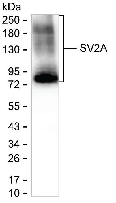 Western blot analysis using mouse mAb against rat brain tissue lysate Lane 1: Rat brain tissue lysate; Lane 2: SV2A immunoprecipitated from rat brain tissue lysate by AMM83132; Lane 3: The same as Lane 2 but use IgG isotype control antibody;Result: AMM83132 can immunoprecipitate SV2A