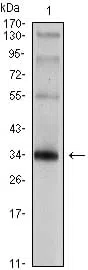 Western blot analysis using SYP mouse mAb against rat brain tissue lysate.