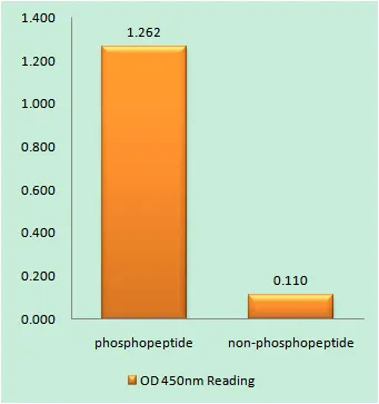 Enzyme-Linked Immunosorbent Assay (Phospho-ELISA) for Immunogen Phosphopeptide (Phospho-left) and Non-Phosphopeptide (Phospho-right), using GluR1 (Phospho-Ser863) Antibody