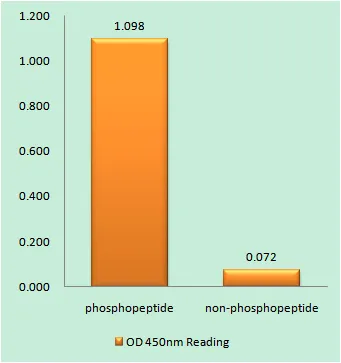 Enzyme-Linked Immunosorbent Assay (Phospho-ELISA) for Immunogen Phosphopeptide (Phospho-left) and Non-Phosphopeptide (Phospho-right), using PDGFR alpha (Phospho-Tyr754) Antibody