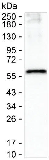 Western blot analysis using SLC32A1 mouse mAb against rat brain tissue