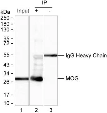 Lane 1: Brain tissue lysate ; Lane 2: MOG immunoprecipitated from brain tissue lysate by MOG Mouse Monoclonal Antibody ; Lane 3: The same Lane 2 but use IgG isotype control antibody ;Result: MOG Mouse Monoclonal Antibody can immunoprecipitate MOG