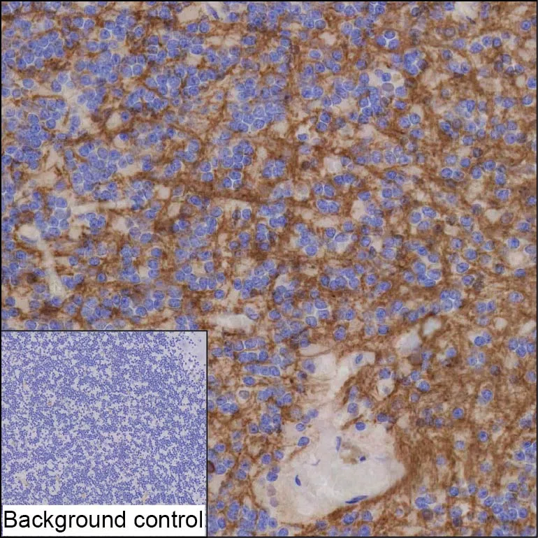 IHC-P analysis of cerebellum tissue by CNP antibody (CNP Mouse Monoclonal Antibody)