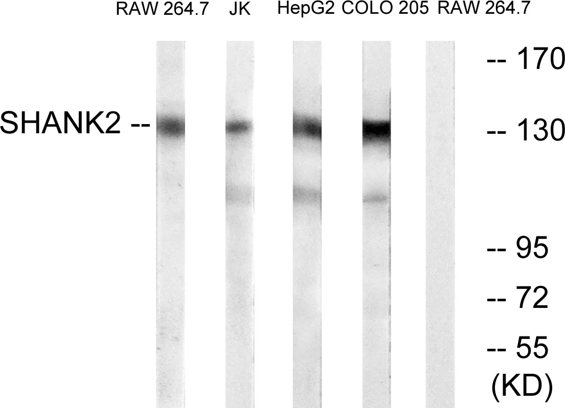 Western blot analysis of lysates from RAW264.7, Jurkat, HepG2, and COLO cells, using SHANK2 Antibody. The lane on the right is blocked with the synthesized peptide.