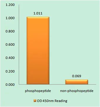 Enzyme-Linked Immunosorbent Assay (Phospho-ELISA) for Immunogen Phosphopeptide (Phospho-left) and Non-Phosphopeptide (Phospho-right), using APC (Phospho-Ser2054) Antibody