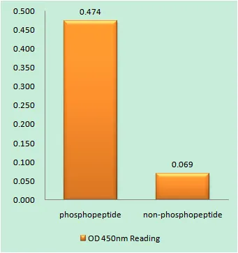 Enzyme-Linked Immunosorbent Assay (Phospho-ELISA) for Immunogen Phosphopeptide (Phospho-left) and Non-Phosphopeptide (Phospho-right), using Synuclein-alpha (Phospho-Tyr125) Antibody