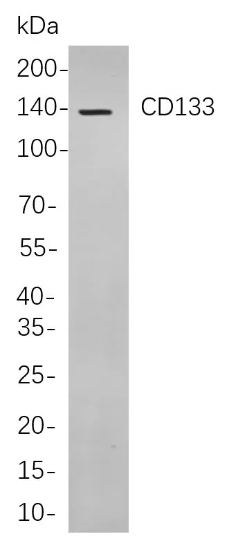 Western blot analysis of lysates from Caco-2 cells, using CD133 Rabbit mAb. The HRP-conjugated Goat anti-Rabbit IgG antibody was used to detect the antibody.