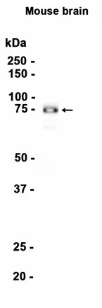Western blot analysis of extracts from Mouse brain tissue using Synapsin I Rabbit Monoclonal Antibody at 1:1000.