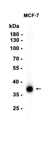 Western blot analysis of extracts from MCF-7 cells using SOX2 Rabbit Monoclonal Antibody at 1:100.