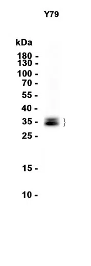 Western blot analysis of extracts from Y-79 cells using Otx2 Rabbit Monoclonal Antibody at 1:1000.