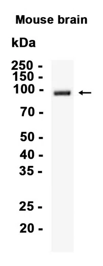 Western blot analysis of extracts from Mouse brain tissue using Phospho-PSD95 (Ser418) Rabbit Monoclonal Antibody at 1:1000.