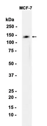 Western blot analysis of extracts from MCF-7 cells using NCAM2 Rabbit Monoclonal Antibody at 1:1000.
