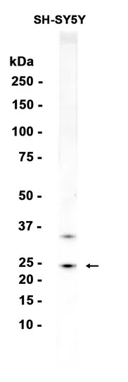 Western blot analysis of extracts from SH-SY5Y cells using Oligodendrocyte Specific Protein Rabbit Monoclonal Antibody at 1:1000.