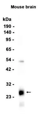 Western blot analysis of extracts from Mouse brain tissue using Myelin oligodendrocyte glycoprotein Rabbit Monoclonal Antibody at 1:1000.