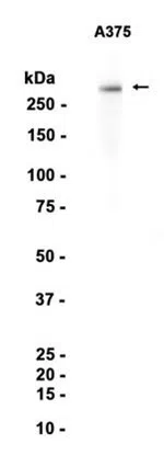Western blot analysis of extracts from A375 cells using CSPG4 Rabbit Monoclonal Antibody at 1:1000.