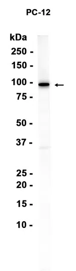 Western blot analysis of extracts from PC-12 cells using Gephyrin Rabbit Monoclonal Antibody at 1:1000.