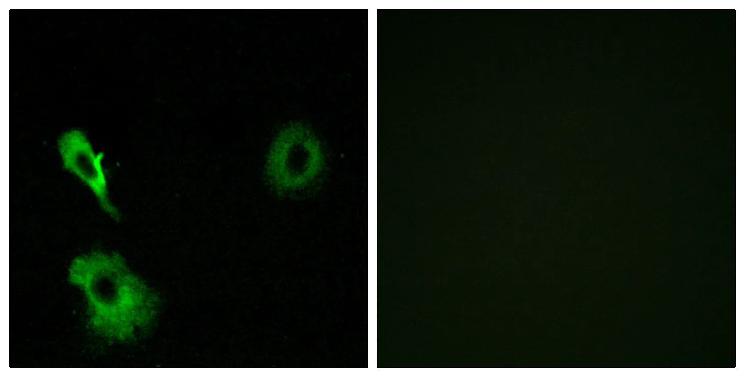 Immunofluorescence analysis of A549 cells, using GRM7 Antibody. The picture on the right is blocked with the synthesized peptide.