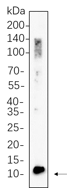 RAW264.7 whole cell lysates were separated by 10% SDS-PAGE, and the membrane was blotted with BDNF Rabbit Monoclonal Antibody(1:1000). The HRP-conjugated Goat anti-Rabbit IgG(H + L) antibody was used to detect the antibody.