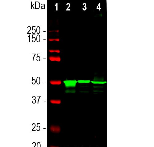 Western blot analysis of retina lysates from different species using mouse mAb to arrestin 1, MCA-S128, dilution 1:5,000 in green: [1] protein standard (red), [2] rat, [3] mouse, and [4] cow retina lysates. The Arrestin 1  antibody detects arrestin 1 a.k.a. visual arrestin and Santigen, running at about 48kDa.