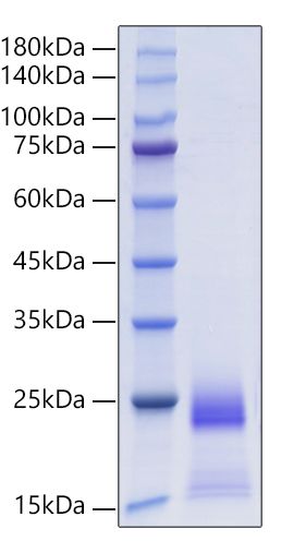 Recombinant Human CCL25/TECK Protein was determined by SDS-PAGE under reducing conditions with Coomassie Blue.