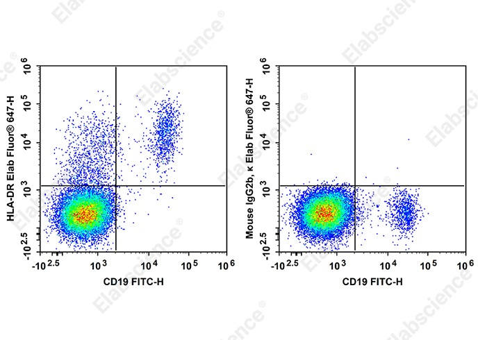 Staining of normal human peripheral blood cells with FITC Anti-Human CD19 Antibody and 647 Anti-Human HLA-DR Anyibody[Tü36] (left) or 647 Mouse IgG2b, κ Isotype Control (right). Cells in the lymphocytes gate were used for analysis.