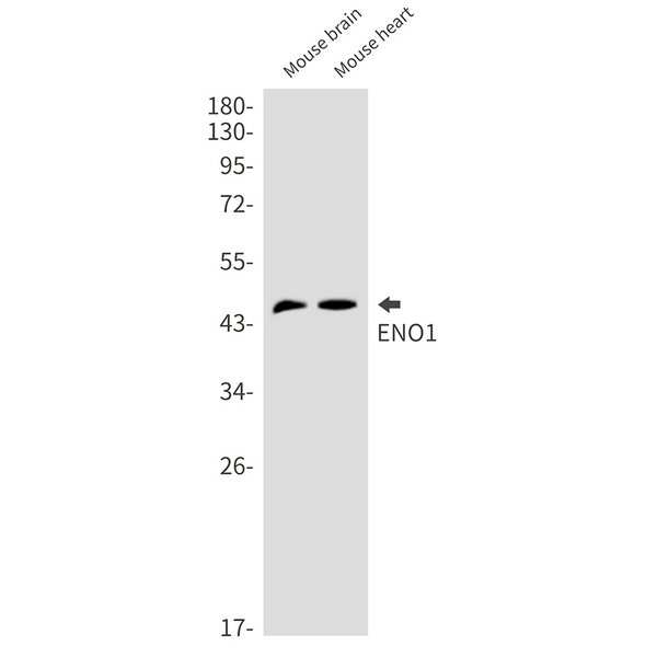 Western blot analysis of ENO1 in mouse brain, mouse heart lysates using ENO1 antibody.