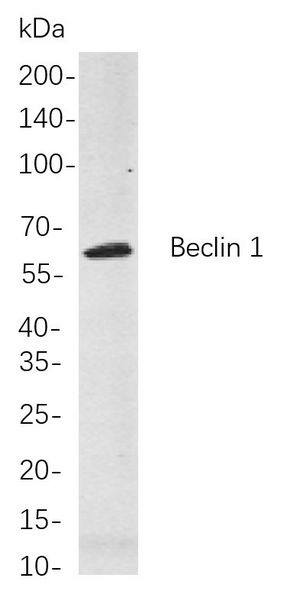Western blot analysis of lysates from Hela cells, using Beclin 1 Rabbit mAb. The HRP-conjugated Goat anti-Rabbit IgG antibody was used to detect the antibody.