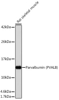 Western blot analysis of various lysates using Parvalbumin (PVALB) Rabbit mAb at 1:1000 dilution.