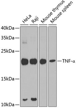 AB-90222-1.jpg