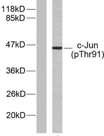 ABP-0379-2