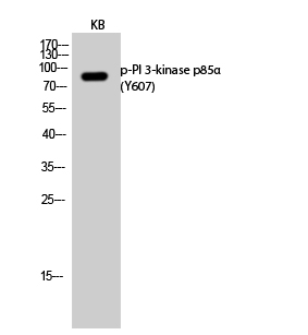 ABP10906-2