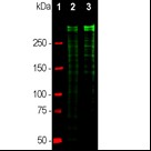 MAB-90948-2.jpg