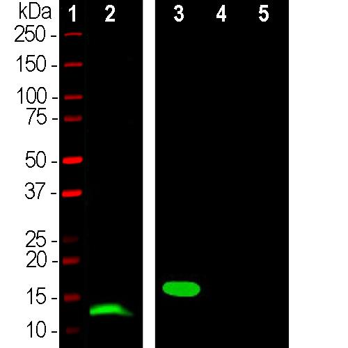 MAB-94390-1.jpg