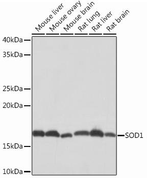 MAB-94600-1.jpg