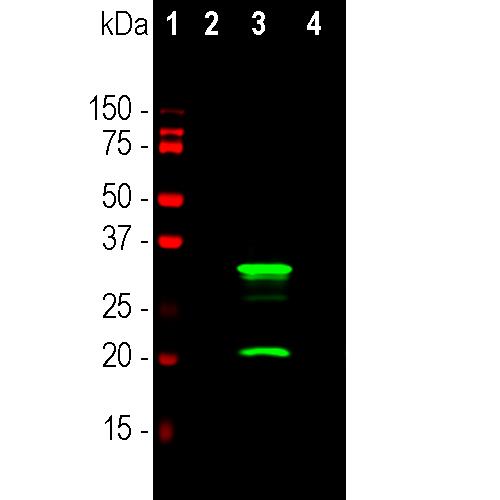 MAB-94632-1.jpg